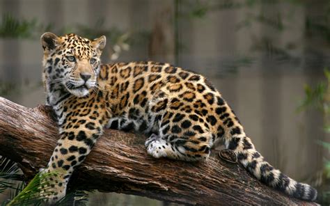 Jaguar, Panthera onca, Big cats, Leopards, Animals