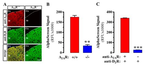 Revealing Adenosine A2A-Dopamine D2 Receptor Heteromers in Parkinson’s ...