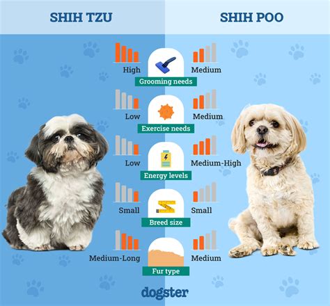 Shih Poo Puppies Lifespan
