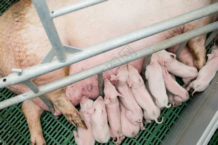 养猪厂是养猪业和工业畜牧农高清图片下载-正版图片506667725-摄图网