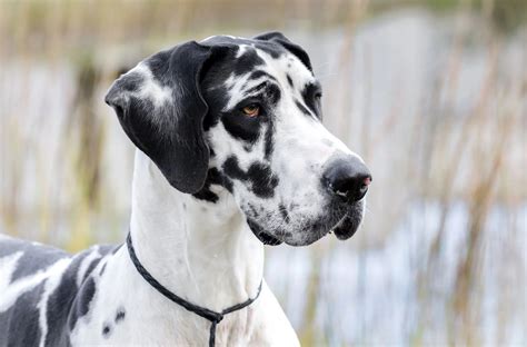Great Dane Puppies Facts at Sybil Downing blog