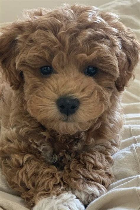 Image result for Mini Goldendoodle Cockapoo