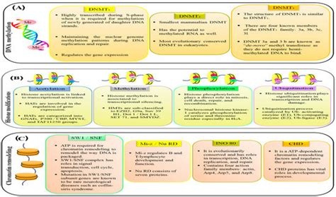 An Update of Epigenetic Drugs for the Treatment of Cancers and Brain ...