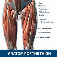 Image result for right thigh