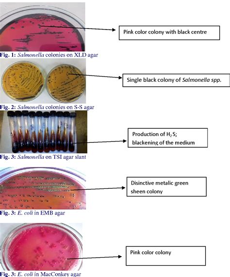 Does Cooking Kill E Coli And Salmonella at Herbert Hamilton blog