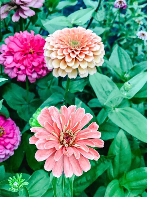 Are Zinnias Cold Hardy at Derrick Waite blog