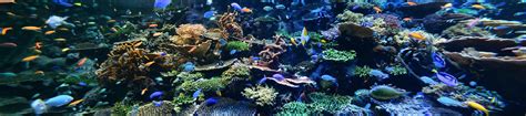 Port of Nagoya Public Aquarium - Klook India