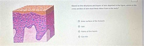 Solved: Based on the structures and layers of skin depicted in the ...