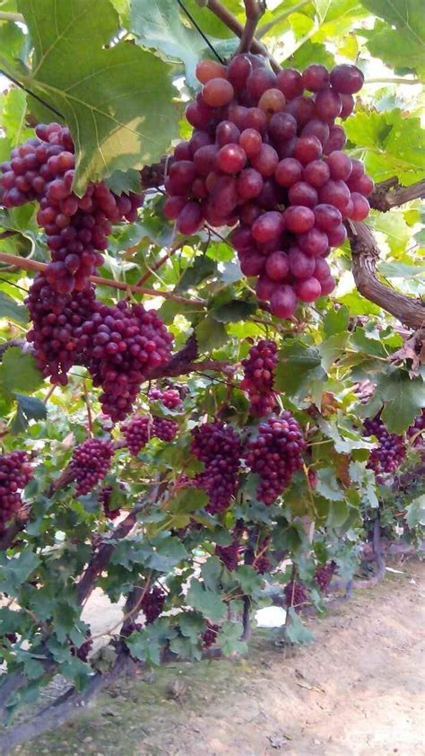 东北耐寒葡萄品种,越冬耐寒葡萄品种,北方葡萄品种(第2页)_大山谷图库
