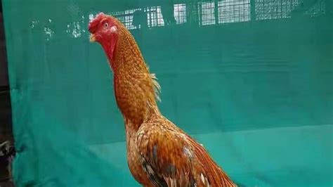 Aseel Fighter Cock: అంతరించే దశకు దేశీయ ‘అసిల్’ పందెం కోడి.. అక్కడ ...