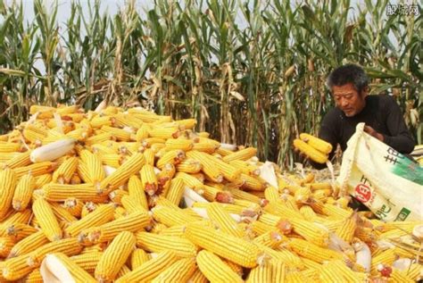 2017年玉米价格多少钱一斤 今日玉米价格多少钱-股城消费