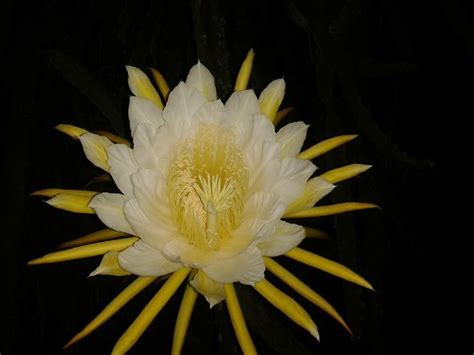 Image result for Fibonacci Sequence Recursive Python
