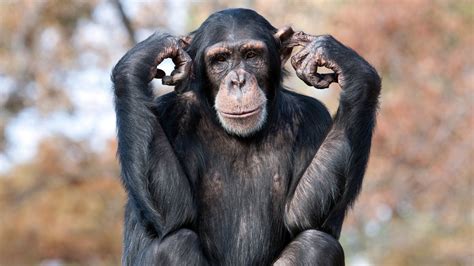 Image result for Monkeys Learning Sign Language