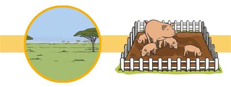 Pig Facts for Kids - Twinkl Homework Help - Twinkl