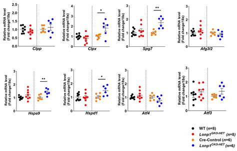 Systemic Lonp1 Haploinsufficiency Mitigates Cardiac Mitochondrial ...
