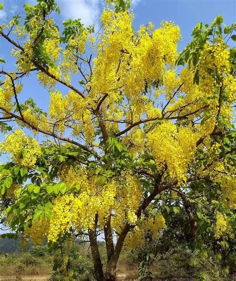Urantex Amaltas Garmalo Sonali Amultas Sunaari Bahava Golden Shower ...