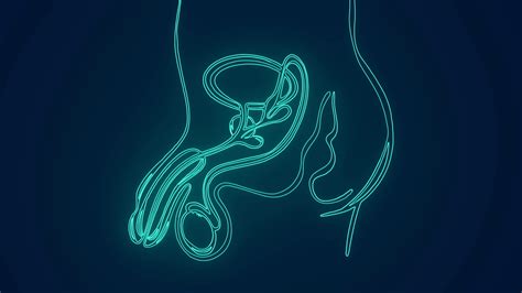 Male Reproductive System Animation 的图像结果