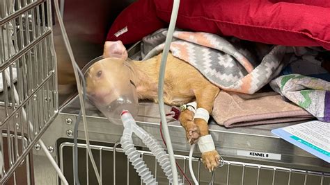 Fundraiser by Cathy Cook : Help cover huge Vet bills for sweet Bambi.