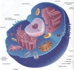 Image result for Cell Annotation