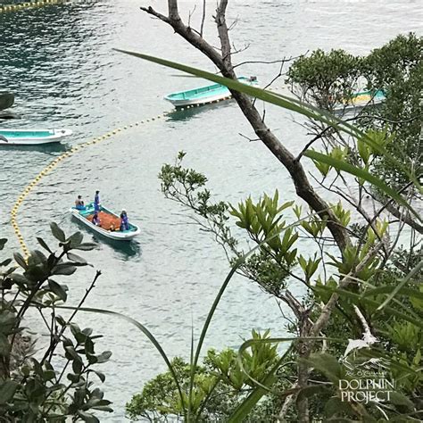 Image result for Project Dolphin Xbox