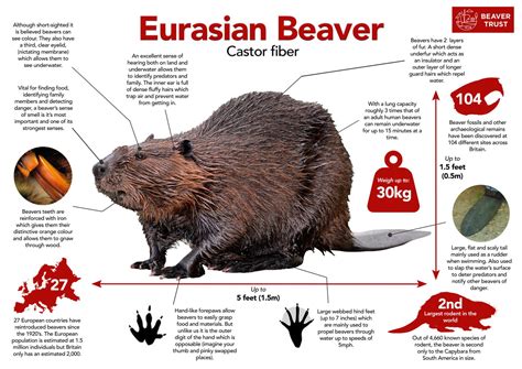 Beaver biology - Beaver Trust