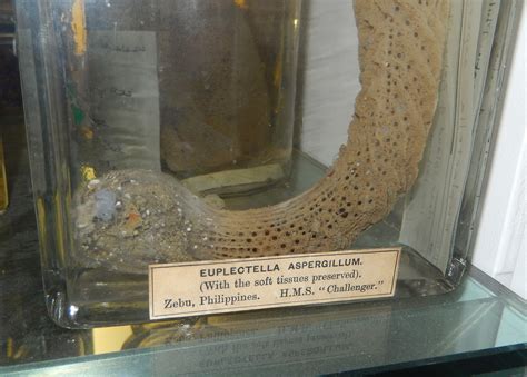 Sponges of the North East Pacific Ocean