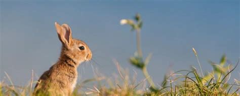 生肖兔农历几月出生好 属兔生在几月最好农历 - 万年历