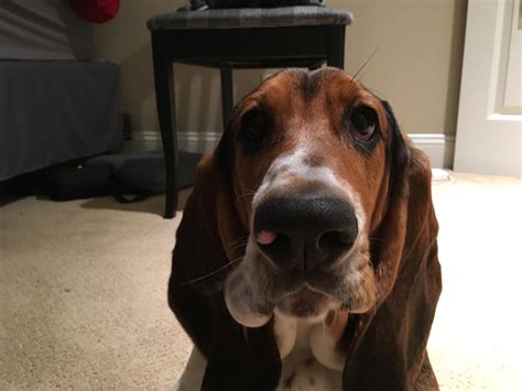 When my brother Kevin bit the spicy fly. : r/basset
