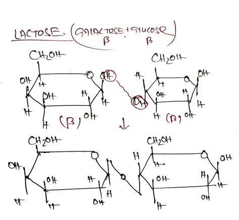 CARBOHYDRATES AND METABOLISM OF CARBOHYDRATES