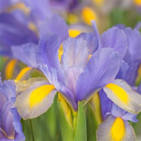 Iris hollandica 'Mystic Beauty' - buy Irises at Coolplants