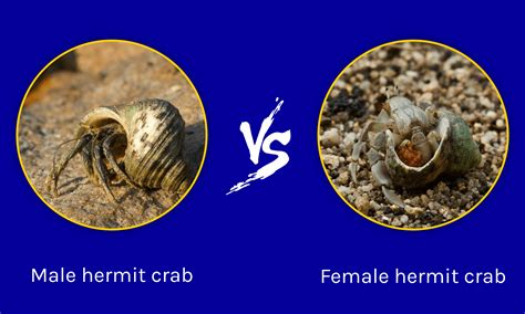 Female Vs Male King Crab: How To Tell The Difference In Color