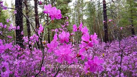 Забайкальский багульник или Rhododendron dauricum , фото