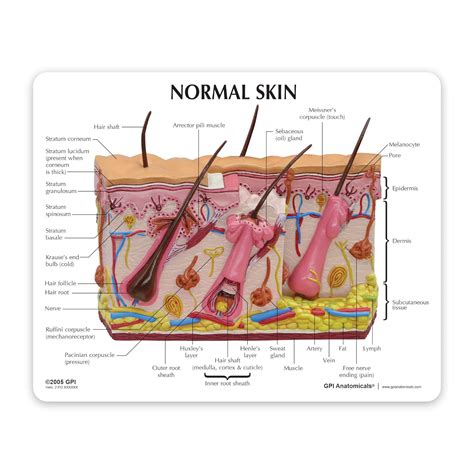 Buy Skin Acne Cross-Section Model | Human Body Anatomy Replica of ...
