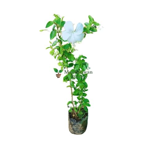 Buy Hibiscus Plant / Gudhal Flower Online | Manbhawan Nursery