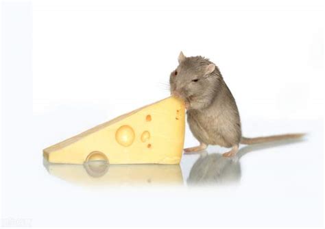 农村粮仓有老鼠，5种高效灭鼠方法分享，哪种效果更好？
