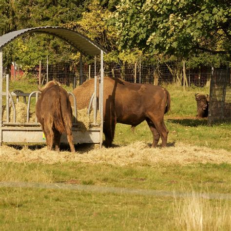 WILDPARK (2025) All You Need to Know BEFORE You Go (with Photos ...