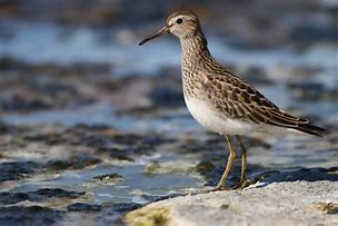 Image result for Fall Bird Migration
