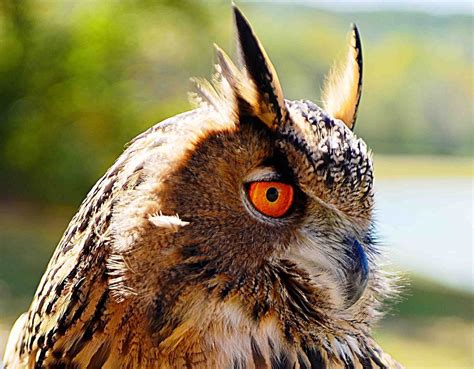 GEORGIA MOUNTAIN FALCONRY (2025) All You Need to Know BEFORE You Go ...