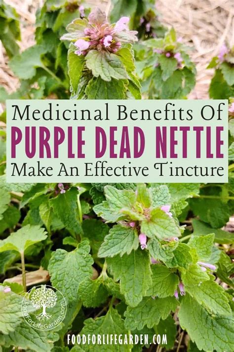 5 Medicinal Uses For Purple Dead Nettle Everyone Should Know