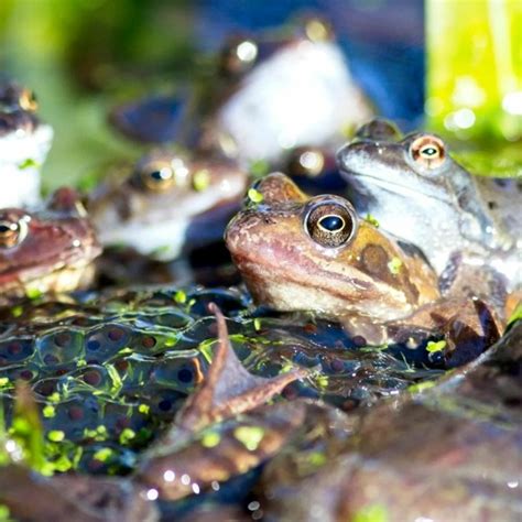 Image result for Frog Splits Stretch Tutorial