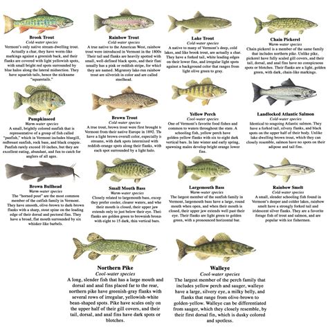 Types Of Lake Fish – Fish That Live In Lakes – VHKTX