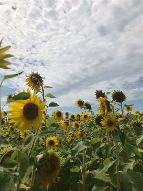 Lannon Sunflower Farm | Hennacornoeli Days
