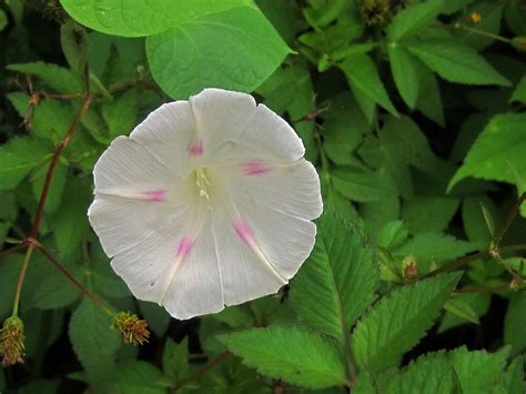 White Morning Glory Flowers Free Stock Photo - Public Domain Pictures