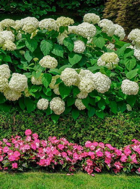 Plants That Complement Hydrangeas 15 Hydrangea Companion Plants For