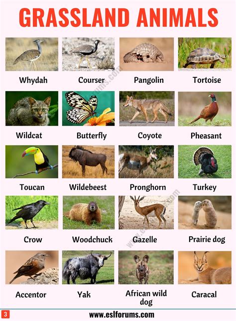 30+ Wild Animals Pictures With Names In English | Notorioustomo