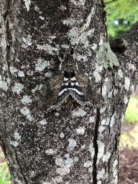Carolina sphinx moth (manduca sexta) raised from caterpillar : r/moths