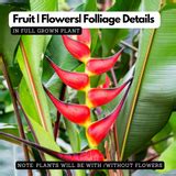Heliconia / Lobster-claws Big (Genus Heliconia) Flowering/Ornamental L ...