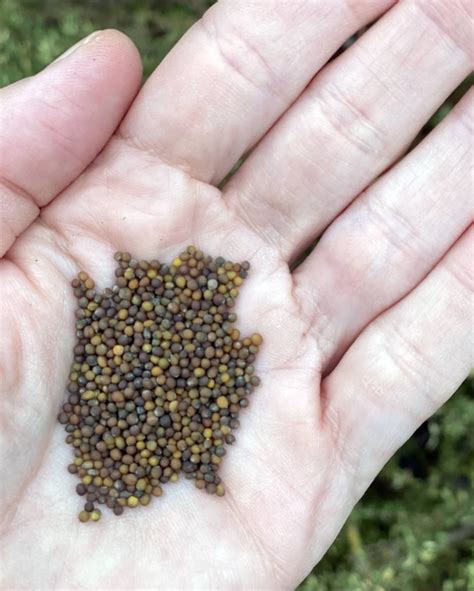 Curly Kale Seeds (Kale Ke Beej) Online in India - 100 Seeds Packet
