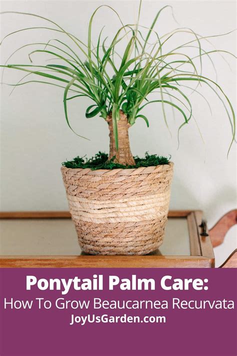 Bonsai Ponytail Palm Tree Care at Sara Sugerman blog