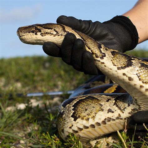 Image result for Python Eat Aligator